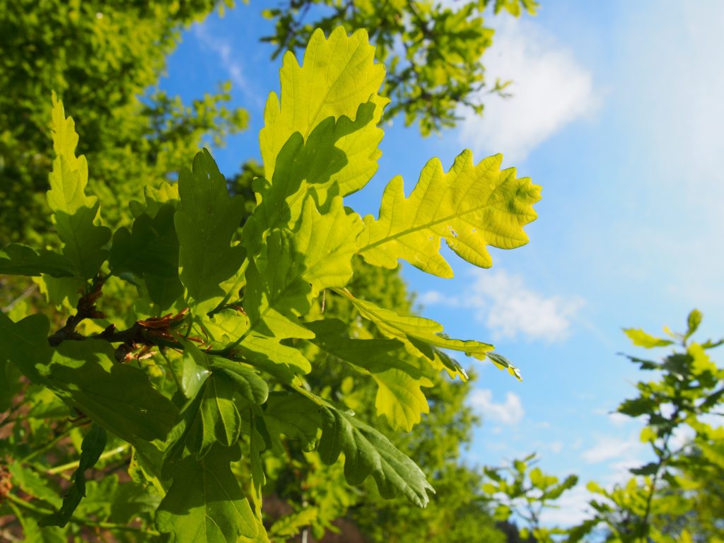 Welsh government calls on public to help plant trees