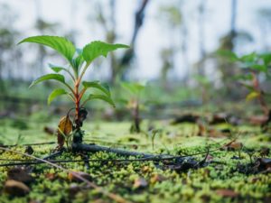 Major funding boost supports green jobs and nature recovery