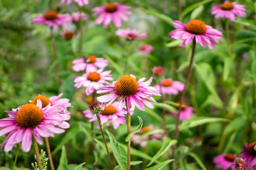 City of London sows wildflower meadow to cut carbon