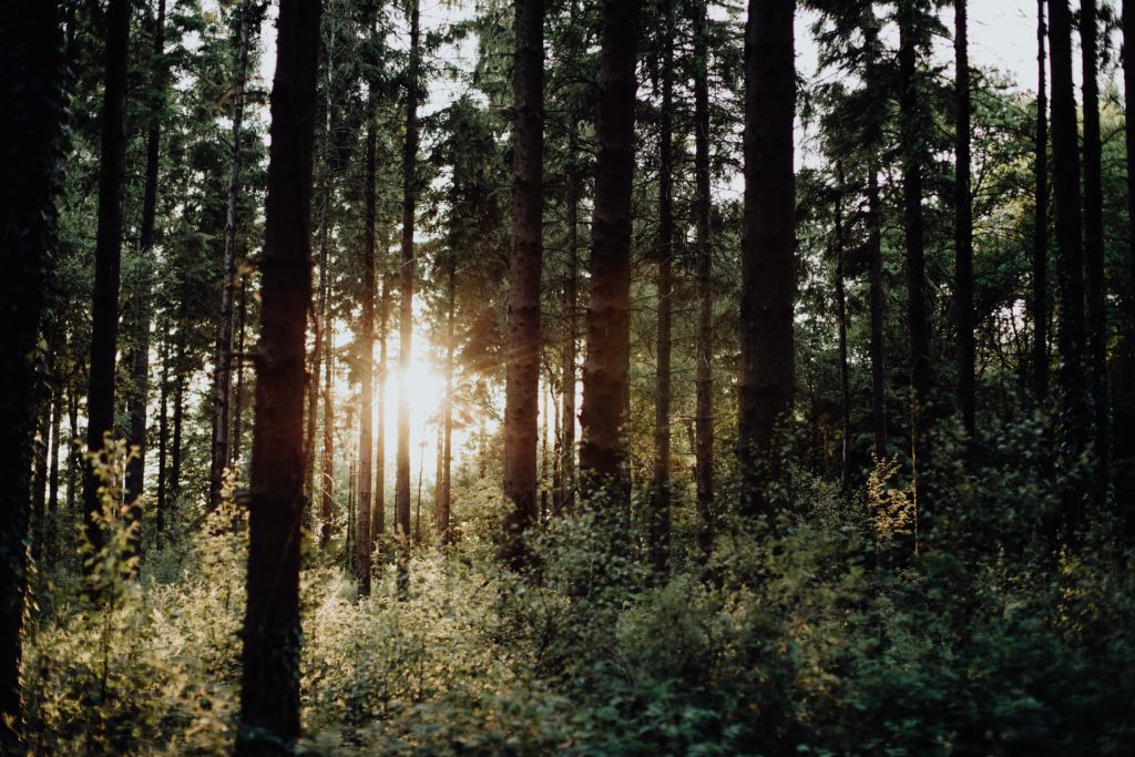 Welsh government allocates fund to tackle climate and nature emergencies