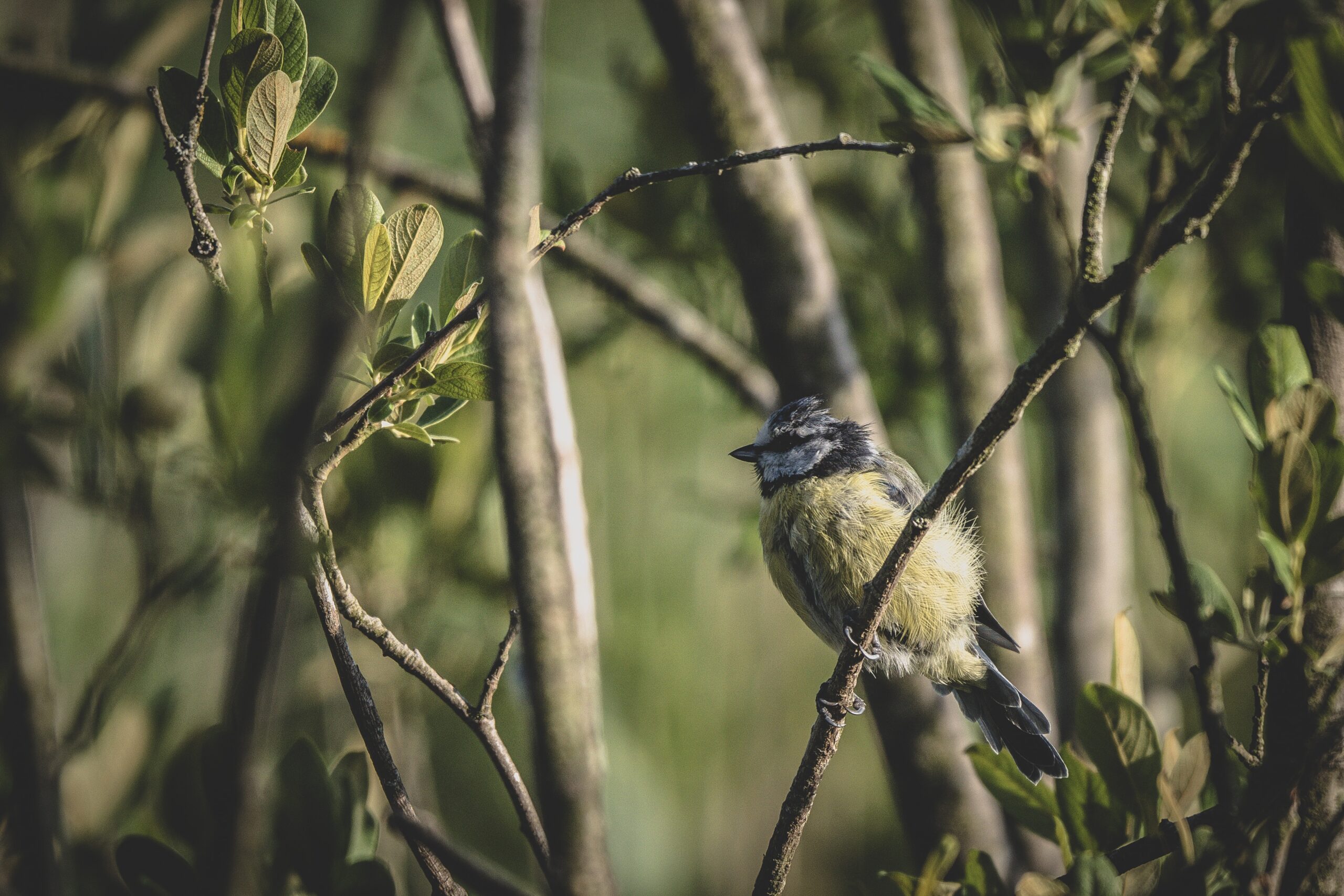 Government proposes to make protecting wildlife central to new developments