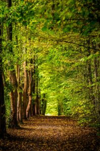 One fifth of UK councils are now actively rewilding