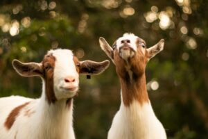 Next steps laid out for Edinburgh’s Gorgie City Farm