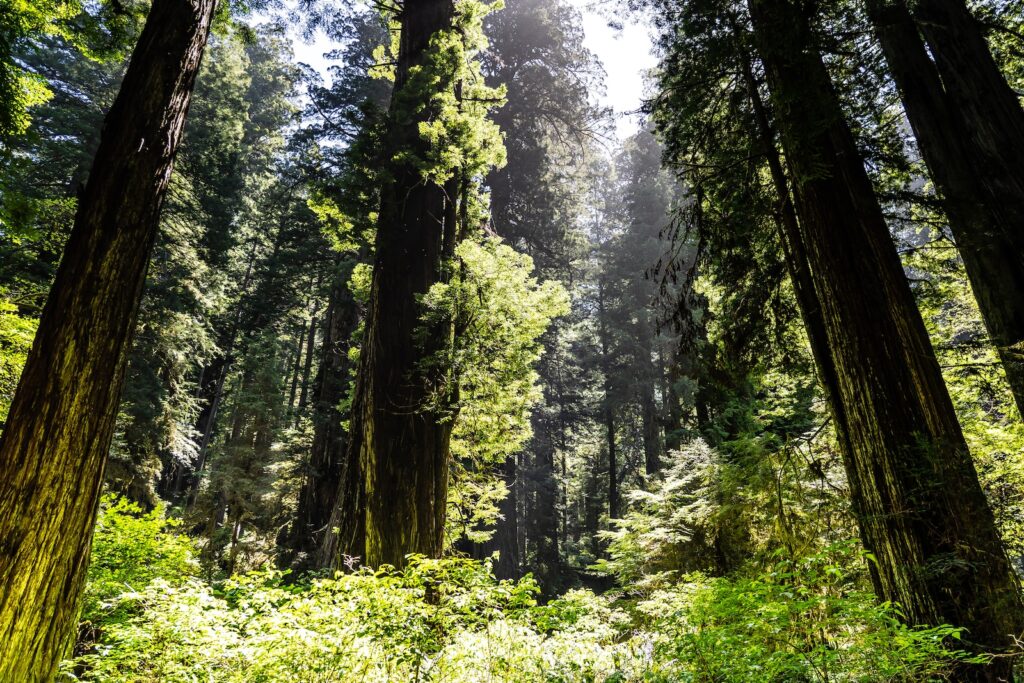 Hefty number of councils require over 10% biodiversity net gain, research shows