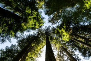 Gresham House launched new strategy to restore UK biodiversity